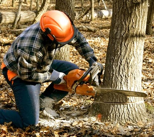 Tree Removal in Rock Spring, GA